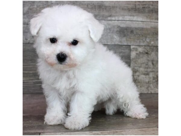 Bichon Frise – 1416