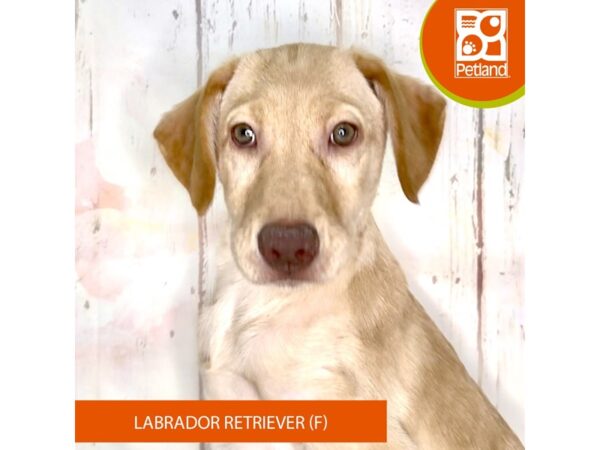 Labrador Retriever – 1404