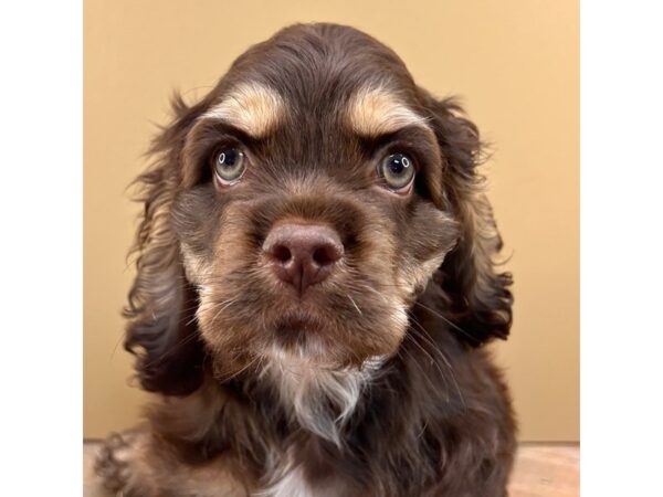 Cocker Spaniel – 1759
