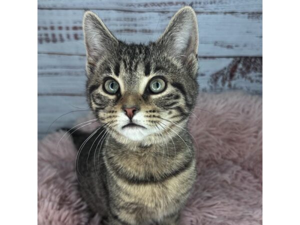 Adopt A Pet Kitten – 2236