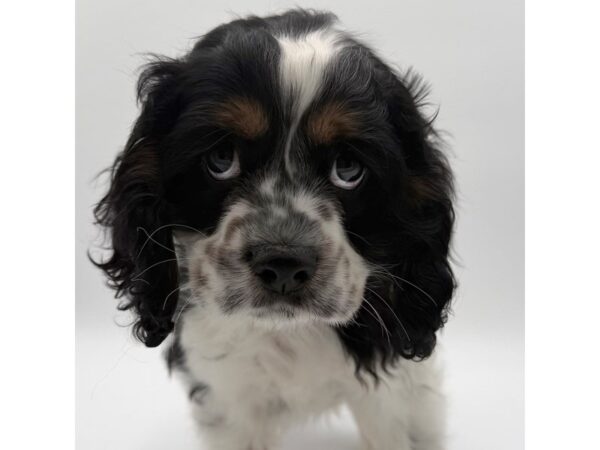 Cocker Spaniel – 2217