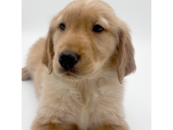 Golden Retriever – 2232