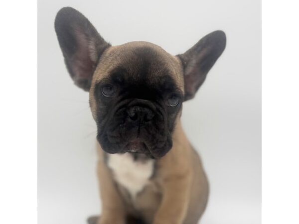 French Bulldog – 2238