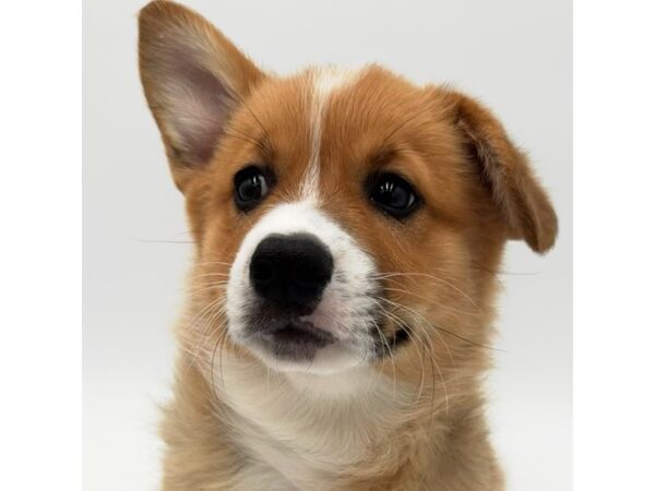 Pembroke Welsh Corgi – 2241