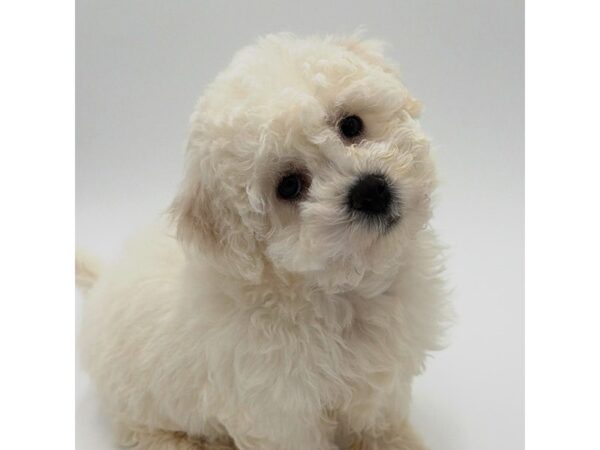 Bichon Frise – 2240