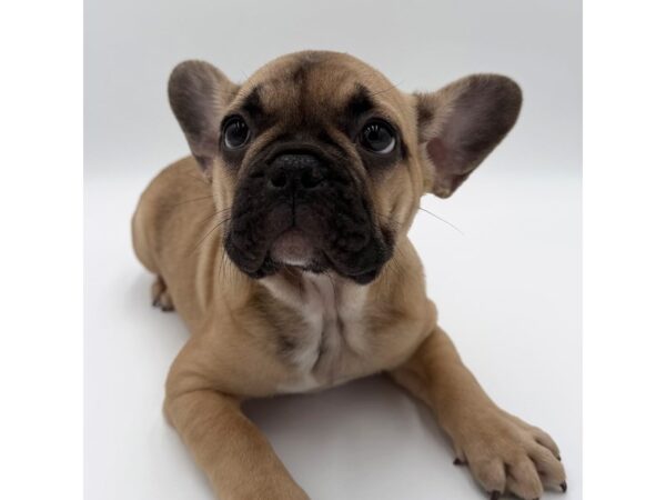 French Bulldog – 2254