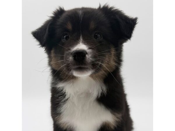 Miniature American Shepherd – 2256