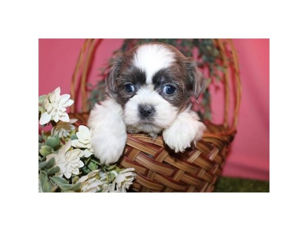 Shih Tzu – 2263
