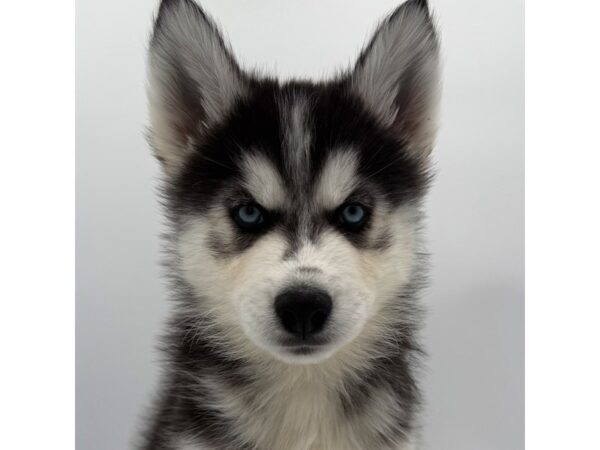 Siberian Husky – 2260