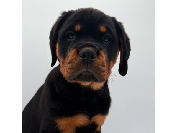 Rottweiler – 2259